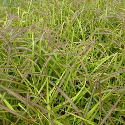 Prachtriet - Miscanthus sinensis 'Navajo'