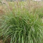 Miscanthus sinensis 'Purple Fall' - Prachtriet