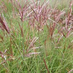 Miscanthus sinensis 'Red Chief' - Prachtriet