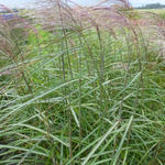 Miscanthus sinensis 'Roland' - Prachtriet