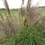 Miscanthus sinensis 'Rotsilber' - Prachtriet