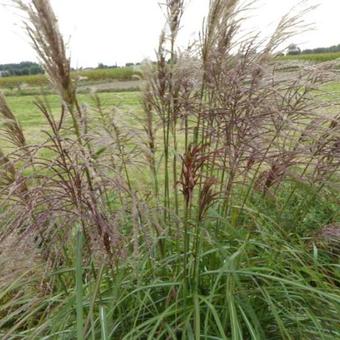 Miscanthus sinensis 'Rotsilber'