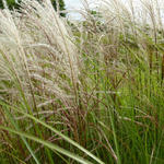 Miscanthus sinensis 'Sarabande' - Prachtriet