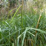 Miscanthus sinensis 'Sirene' - Prachtriet