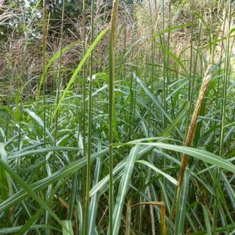 Miscanthus sinensis 'Sirene'