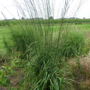 Molinia caerulea subsp. arundinacea 'Cordoba'