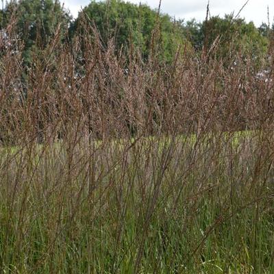 Molinia caerulea subsp. arundinacea 'Karl Foerster' - Pijpenstrootje