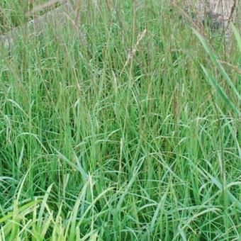 Molinia caerulea subsp. caerulea 'Dauerstrahl'