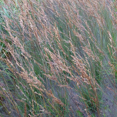 Molinia caerulea subsp. caerulea 'Edith Dudszus' - Pijpenstrootje