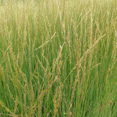 Molinia caerulea subsp. caerulea 'Heidebraut' - Pijpenstrootje