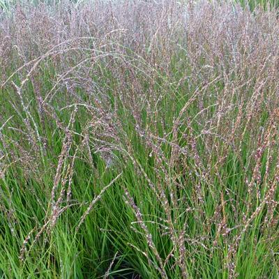 Pijpenstrootje - Molinia caerulea subsp. caerulea 'Heidezwerg'