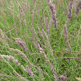 Molinia caerulea subsp. caerulea 'Moorhexe'