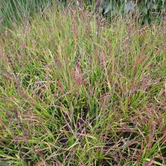 Molinia caerulea subsp. caerulea 'Rotschopf'