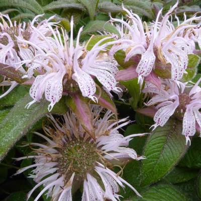 Bergamotplant - Monarda bradburiana 'Maramek'