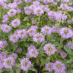 Monarda fistulosa - Bergamotplant - Monarda fistulosa