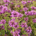 Monarda 'Aquarius' - Bergamotplant