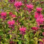 Monarda 'Balance' - Bergamotplant