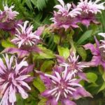 Monarda 'Beauty of Cobham' - Monarda 'Beauty of Cobham'