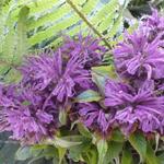 Monarda 'Blaustrumpf' - Bergamotplant