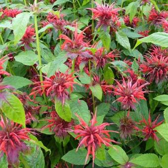 Monarda 'Cambridge Scarlet'