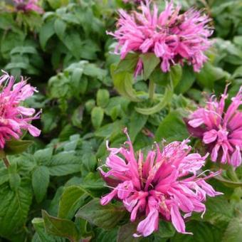 Monarda didyma 'Cranberry Lace'