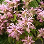 Bergamotplant - Monarda 'Croftway Pink'