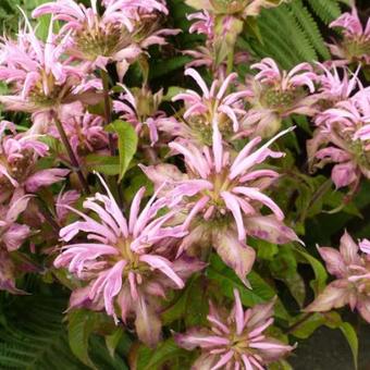 Monarda 'Croftway Pink'