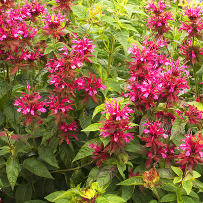 Monarda - Bergamotplant