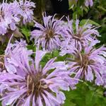 Monarda 'Elsie's Lavender' - Bergamotplant