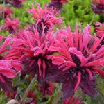 Monarda 'Feuerschopf' - Bergamotplant