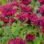 Monarda didyma 'Fireball' - Bergamotplant