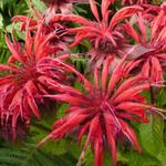 Monarda 'Gardenview Scarlet' - Bergamotplant