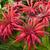 Monarda 'Gardenview Scarlet'