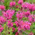 Monarda 'Heidelerche' - Bergamotplant