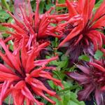 Bergamotplant - Monarda 'Jacob Cline'