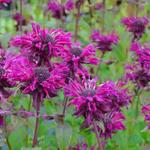 Monarda 'Kardinal' - Bergamotplant