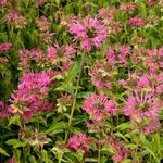 Monarda 'Marshall's Delight' - Bergamotplant