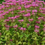 Monarda 'Melissa' - Bergamotplant - Monarda 'Melissa'