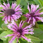 Bergamotplant - Monarda 'Mohawk'