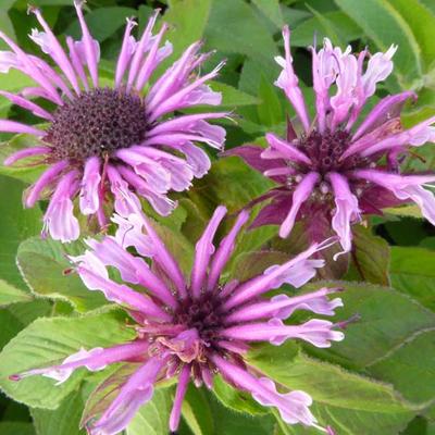 Bergamotplant - Monarda 'Mohawk'