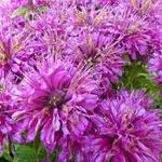 Monarda didyma 'Pardon Me Purple' - Bergamotplant