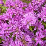 Monarda 'Petite Delight' - Bergamotplant