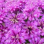 bergamotplant - Monarda 'Purple Lace'