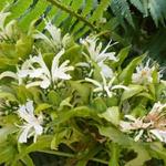 Monarda 'Schneewittchen' - Bergamotplant