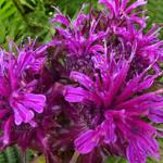 Monarda 'Scorpion' - Bergamotplant