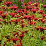 Monarda 'Squaw' - Bergamotplant