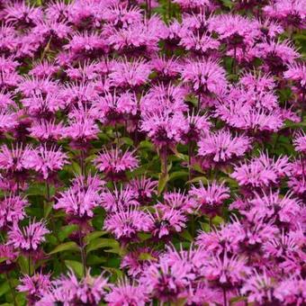 Monarda 'Twins'