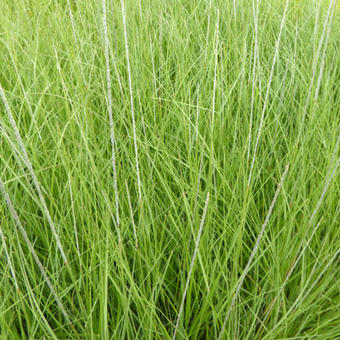 Muhlenbergia rigens