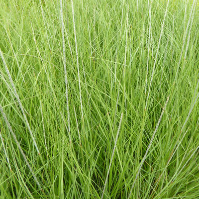 Muhlenbergia rigens - Muhlenbergia