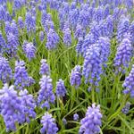 Muscari armeniacum - Blauw druifje